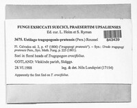 Microbotryum tragopogonis-pratensis image